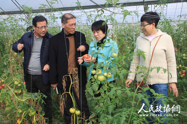 江西于都縣政協調研蔬菜產業發展