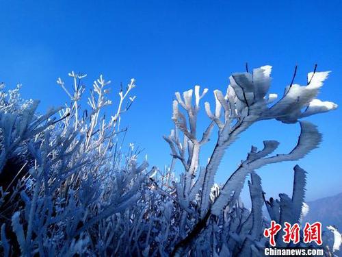 新一輪降溫致廣東金子山再現冰雪美景。　連清 攝