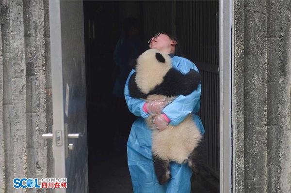 近日，一個熊貓幼崽抱飼養員大腿的視頻在網絡走紅。在成都大熊貓繁育研究基地，有一群人，他們也會經常被熊貓抱大腿。他們像照顧自己的孩子一樣，每天守護著幼年大熊貓，給他們喂奶、陪它們玩耍……這項讓不少外人羨慕的工作背后，有著許多不為人知的故事。 記者 郝飛 攝影報道