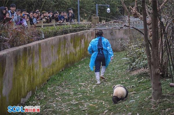 段東瓊說：“一開始，寶寶們還需要逐個抱著喂奶，現(xiàn)在它們長大了，只需要把奶瓶送上，它們就很開心地自己捧著奶瓶喝了。”奶爸奶媽們抱著大熊貓寶寶喂奶的樣子，就像是喂自己的孩子，小心翼翼又充滿了愛。 記者 郝飛 攝影報道