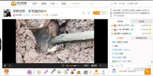 萬人圍觀捕殺野生動物 多家直播平臺現(xiàn)打野直播