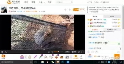 萬人圍觀捕殺野生動物 多家直播平臺現(xiàn)打野直播