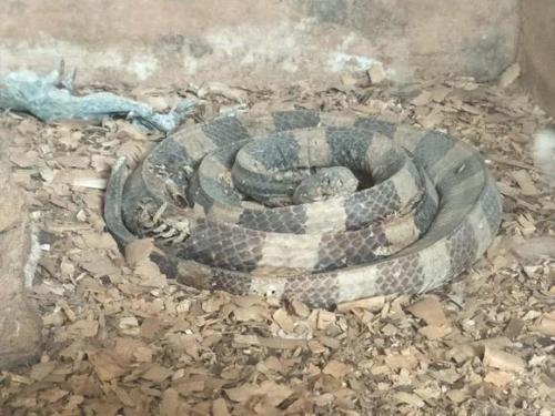 海口動物園成煉獄