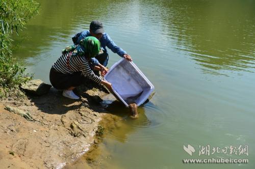 王崗和田巍夫婦正在放生娃娃魚。通訊員 李維君 攝。