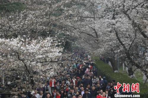 資料圖：櫻花節(jié)期間，武漢大學(xué)校園內(nèi)游人如織，張暢 攝