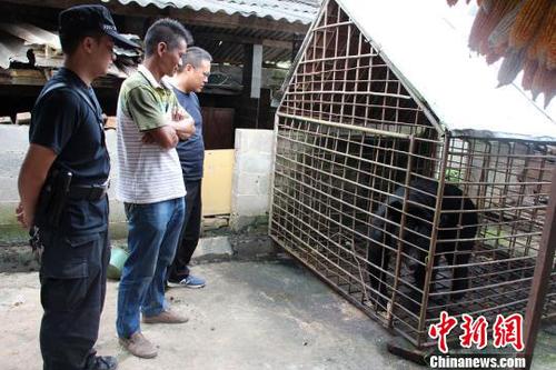 圖為王某非法飼養(yǎng)的黑熊。寧洱縣森林公安局