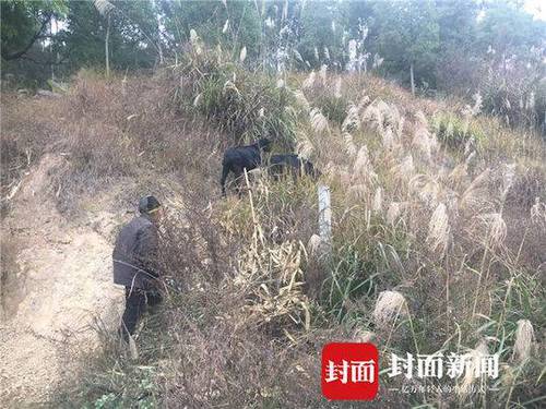 老漢在高速公路邊放羊 因隔離欄內綠化帶植被茂盛