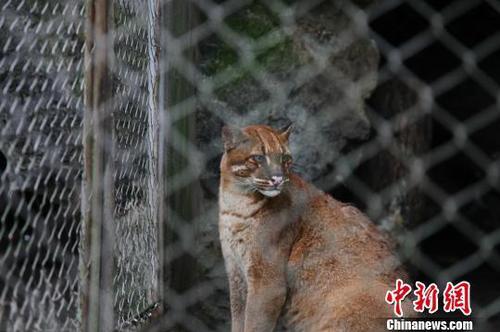 網友稱最后一只動物園里的華南金貓去世