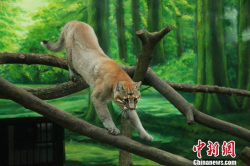 網友稱最后一只動物園里的華南金貓去世