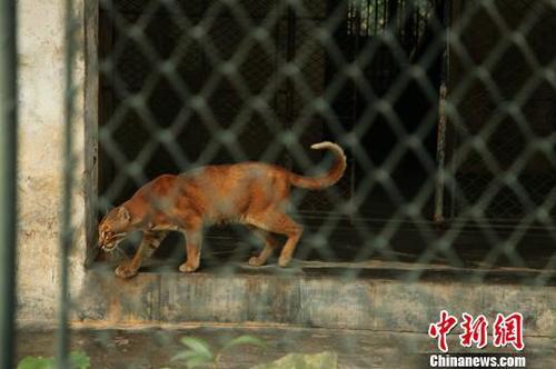 點擊查看大圖