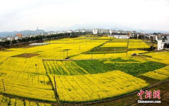 資料圖：江西省遂川縣枚江鎮盛開的油菜花撒滿大地。 李建平 攝