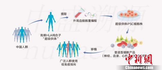 俞君英團隊通過技術(shù)攻關(guān)配型iPSC細胞系原理圖。　中盛溯源供圖 攝