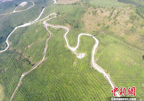 圖為羅城縣天霜毛葡萄基地一角。韋如代 攝