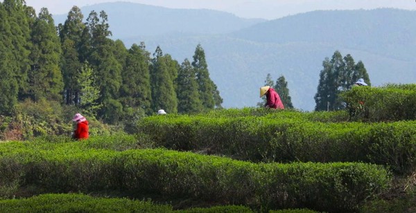 國號福鼎白茶產于海拔800米、無污染的森林之中。