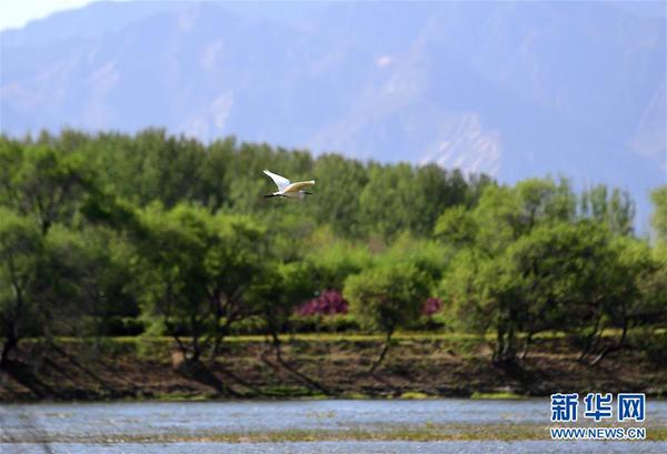 2019年4月30日，水鳥在媯水河畔的自然生態(tài)展示區(qū)飛翔。 新華社記者 張晨霖 攝