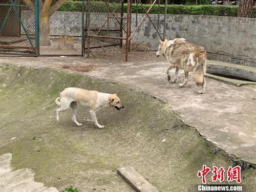 動物園“狗狼同籠”引熱議園方回應：沒必要分開