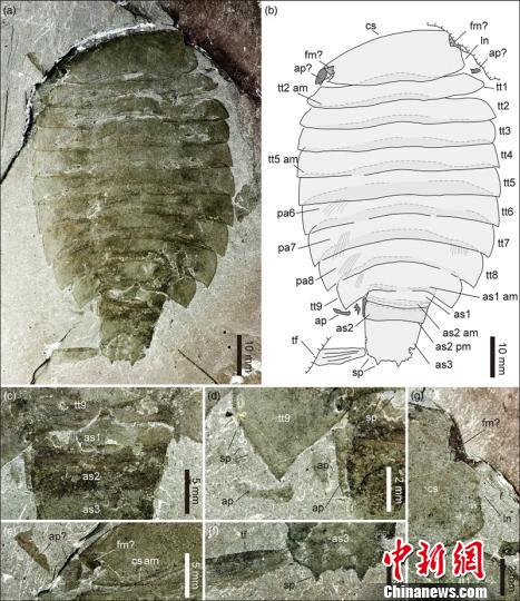 中國科研人員在華北發現寒武紀珍稀節肢動物西德尼蟲