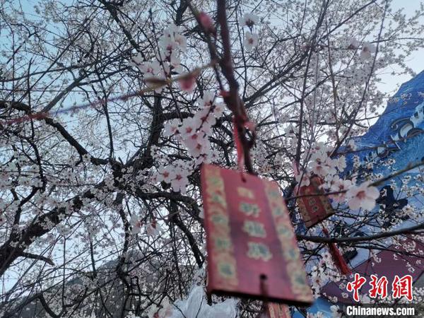 西藏林芝第十八屆桃花旅游文化節恢復舉行