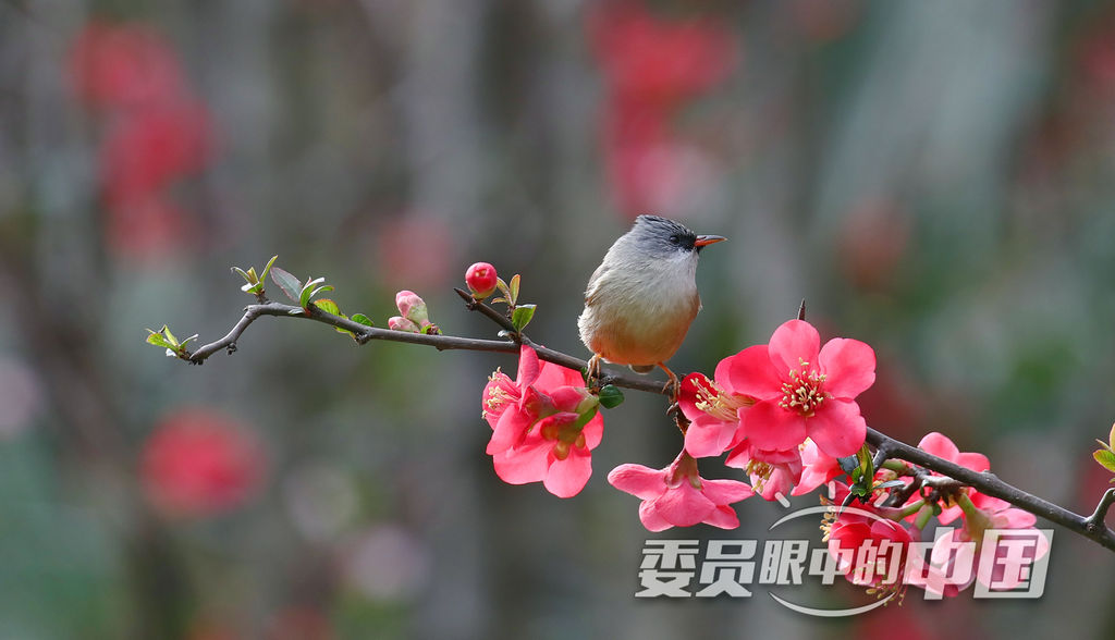 春暖花開鳳鹛來