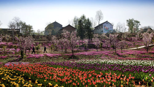 秦嶺深處，洛南縣錦繡大地花博園內(nèi)盛開的海棠與郁金香交相輝映。新華社記者陶明攝