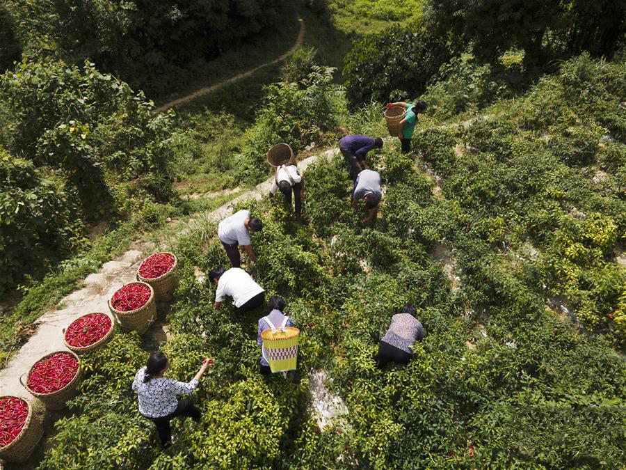 貴州遵義：辣椒豐收助農增收