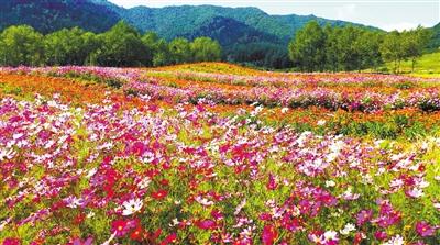 　卡陽花海 湟中區(qū)委宣傳部供圖