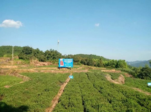 王老吉涼茶仙草種植基地