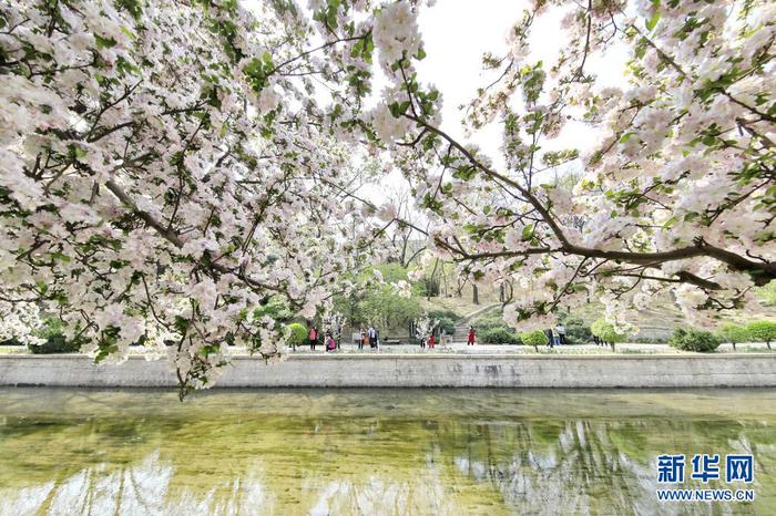 4月8日，游人在北京元大都遺址公園海棠花溪景區(qū)賞花。